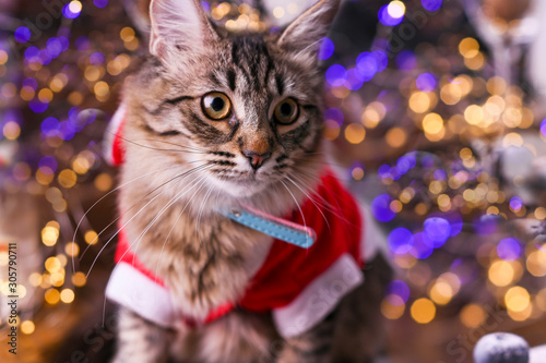 Beautiful cat in santa claus clothing. Background with bokeh, photo for Merry Christmas card. Copy space © Marina