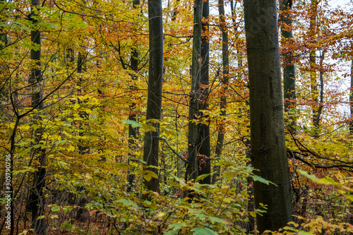 Wanderung im Wiehengebirge bei Lübbecke. Der Herbst in seinen schönsten Farben.