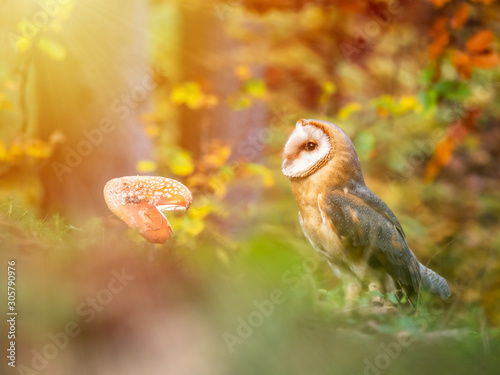 Barn owl (Tyto alba) sitting on ground in autumn forest by sunset. Barn owl by sunset. Owl in autumn forest.