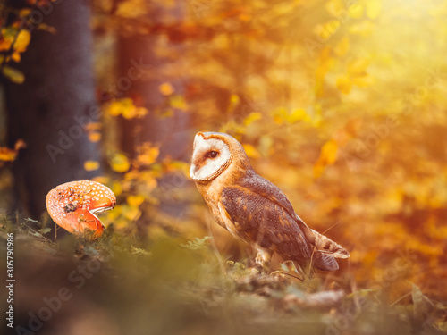 Barn owl  Tyto alba  sitting on ground in autumn forest by sunset. Barn owl by sunset. Owl in autumn forest.