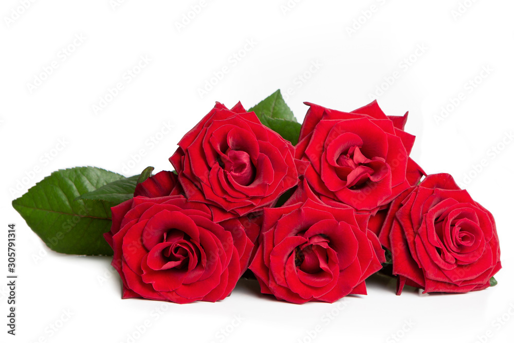 Fresh red roses on a white isolated background. Beautiful flowers. Fresh red roses on a white isolated background. Beautiful flowers.