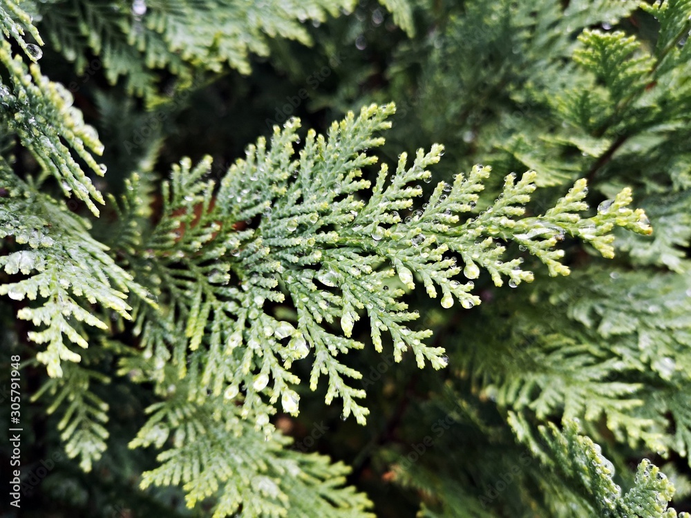 Green branch of a tree - Lawson's cypress , False cypress , Ginger pine Green branch of a tree - Lawson's cypress , False cypress , Ginger pine