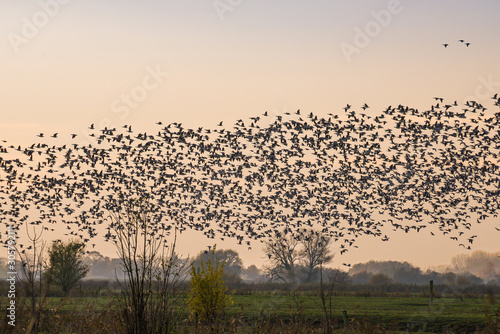 Flock of Greylag gooses on the North Germany near river Elbe © marketanovakova
