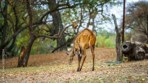 little antelope in kruger national park  mpumalanga  south africa 5