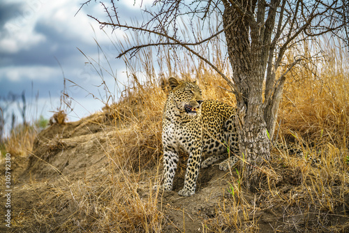 leopard in kruger national park, mpumalanga, south africa 173 © Christian B.