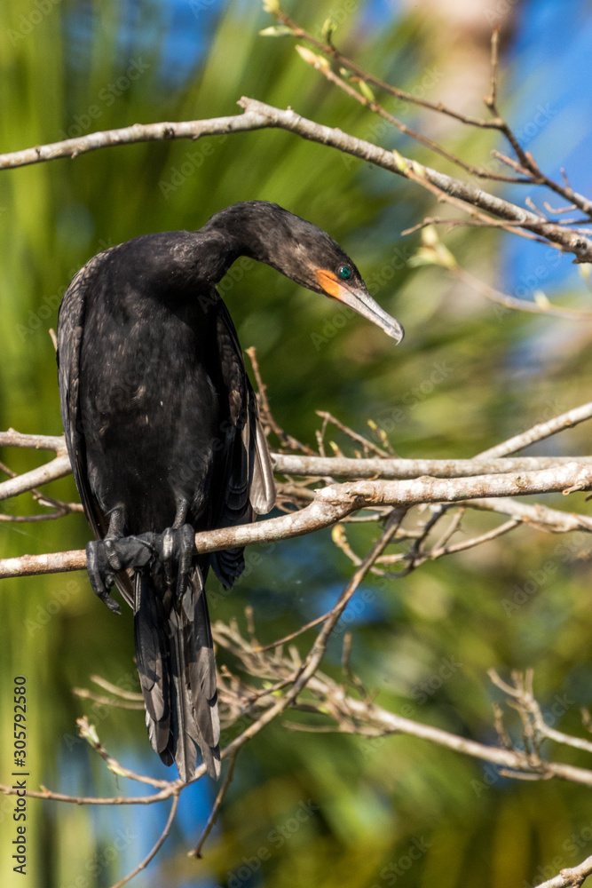 Fototapeta premium Neotropic cormorant - olivaceous cormorant (Phalacrocorax brasilianus) perched on a tree.