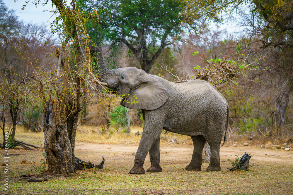 Fototapeta premium elephant in kruger national park, mpumalanga, south africa 46