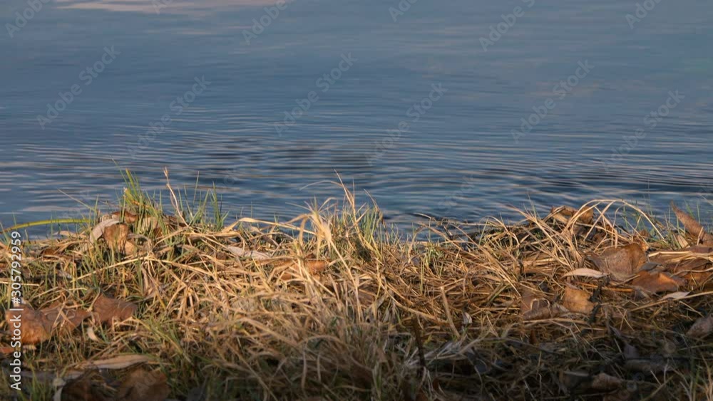 strong flow of water in the river and shore with dry grass on a sunny day. strong flow of water in the river and shore with dry grass on a sunny day.