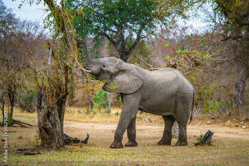 elephant in kruger national park  mpumalanga  south africa 46