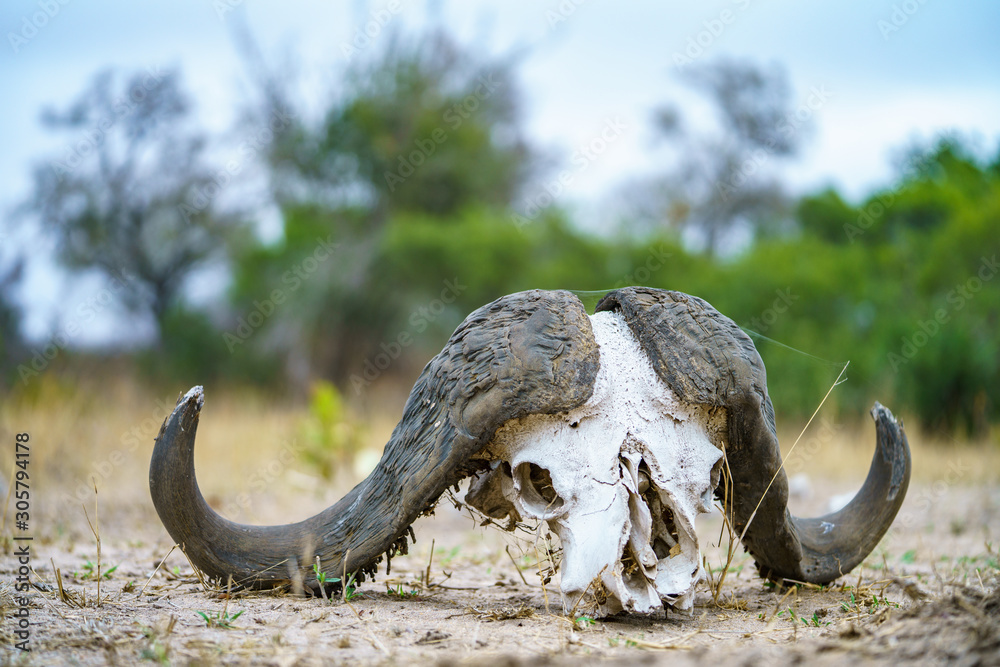 Fototapeta premium skull of african buffalo in kruger national park, mpumalanga, south africa 9