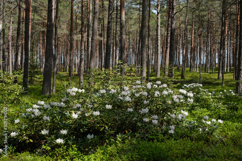 Colorful white Flowering Rhododendron in the wild sunny forest . photo