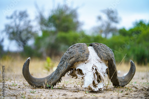 skull of african buffalo in kruger national park, mpumalanga, south africa 9 © Christian B.