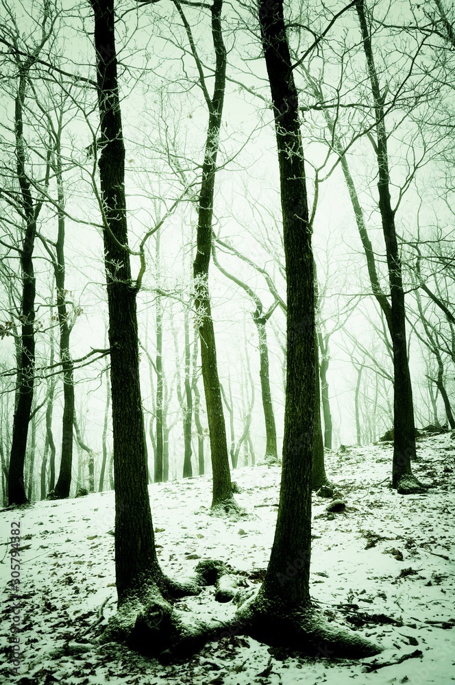 Fototapeta premium Foggy snowy forest covered with glaze ice and rime. Fog,oak trees, woodland, winter landscape. Czech republic,Europe. .