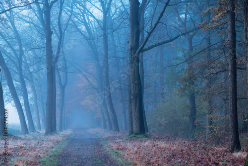 Path into misty forest in fall.