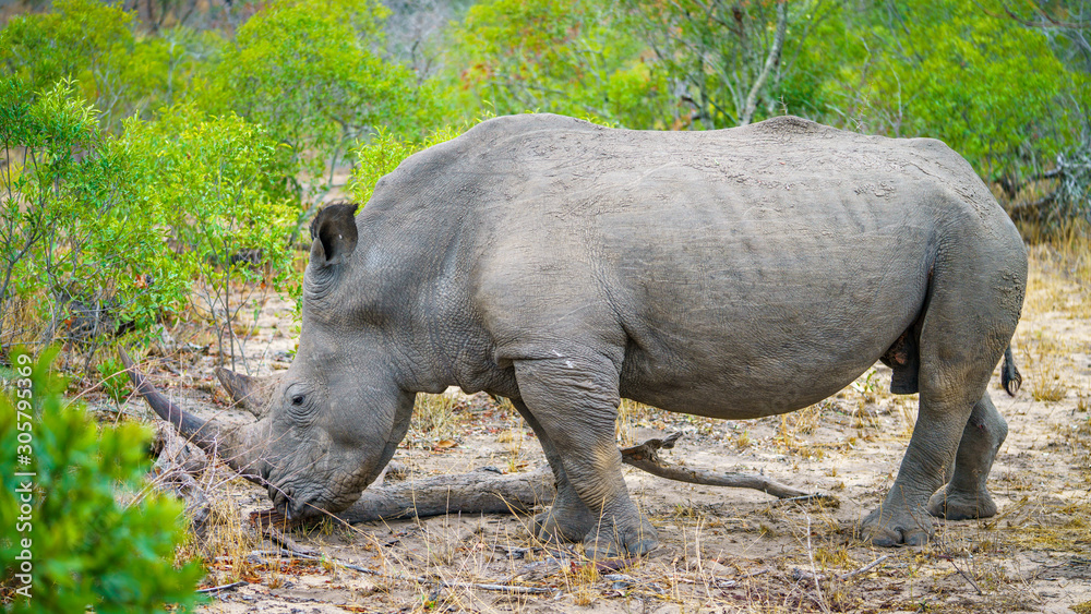 Naklejka premium white rhino in kruger national park, mpumalanga, south africa 34