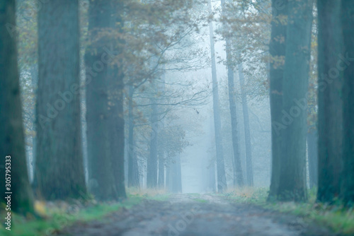 Dirt road in foggy forest during autumn.