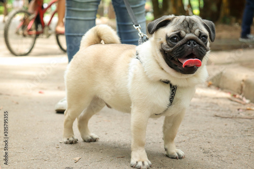 Pug in the park