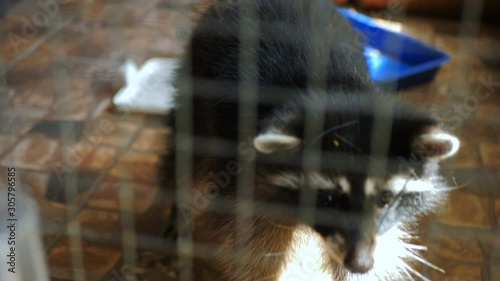 Raccoon in contact zoo, furry procyon