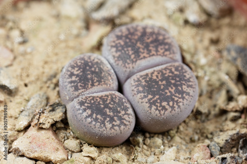 Living stone plants, Lithops lesliei, from the Kimberley area in South Africa, C-14 region. Living stone plants, Lithops lesliei, from the Kimberley area in South Africa, C-14 region.
