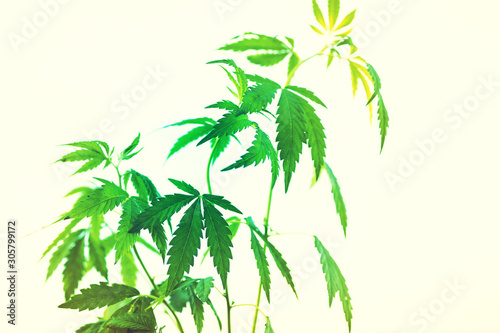 Cannabis plant on light background, soft focus , toned.