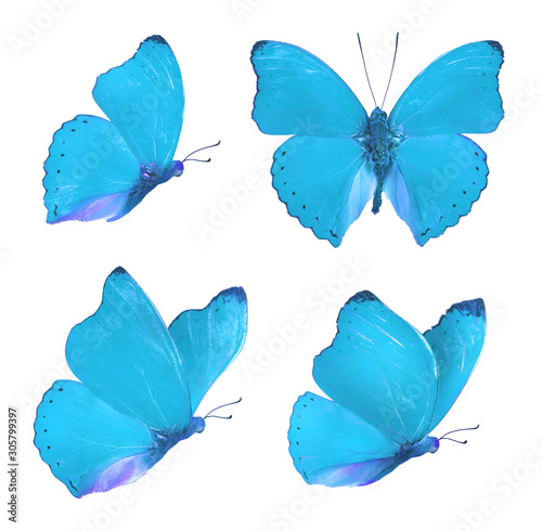 Φωτογραφία Set of four beautiful blue butterflies Cymothoe excelsa isolated on white background