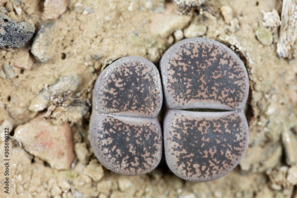 Living stone plants, Lithops lesliei, from the Kimberley area in South Africa, C-14 region.