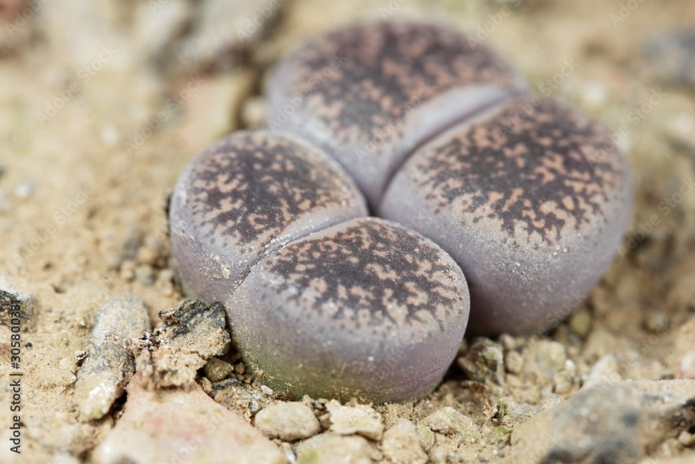 Living stone plants, Lithops lesliei, from the Kimberley area in South Africa, C-14 region. Living stone plants, Lithops lesliei, from the Kimberley area in South Africa, C-14 region.