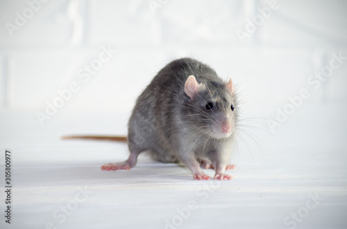 Gray little blue and gray rat sits on a white floor with a brick wall, sniffs the air, symbol of new year 2020
