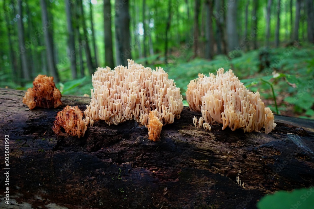 Hericium coralloides, commonly known as the coral tooth fungus grow on