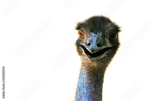 Ostrich emu isolated on white background