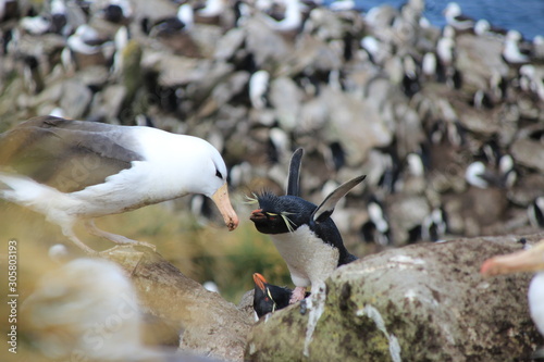 Streitender Albatross und Pinguin - Falklandinseln photo