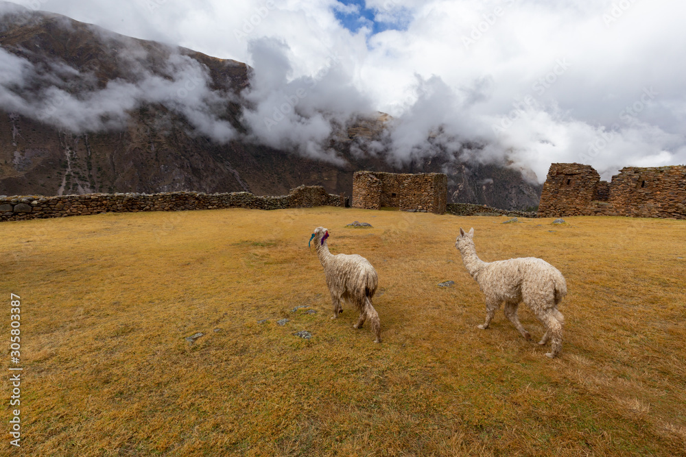 Obraz premium Ruins of the village of Pumamarka (Puma Marka) and llamas. Peru.