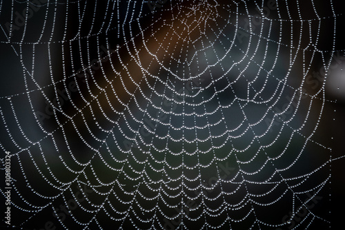 Closeup of a spider web with water droplets early in the morning on a dark background
