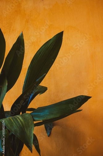Plant against ocre wall