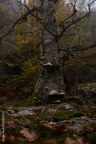 old tree in the forest