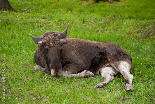 The moose is lying on the grass with its hooves out.