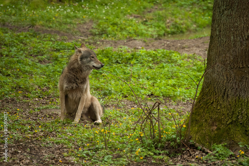 Grey wolf is sitting in his natural enviroment. 