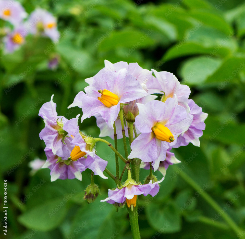 Flowered potato in summer. Potatoes plants with flowers growing on farmers fiels. Flowered potato in summer. Potatoes plants with flowers growing on farmers fiels.
