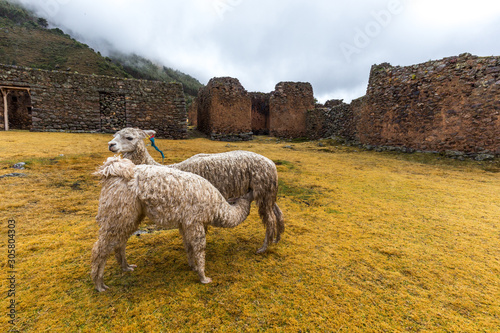 Ruins of the village of Pumamarka (Puma Marka) and llamas. Peru. photo