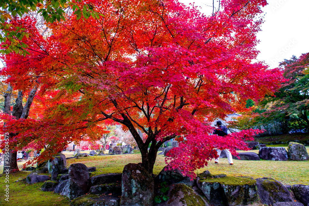 Naklejka premium 渓石園の紅葉