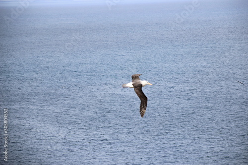 Fliegender Albatross auf Falklandinseln West Point photo