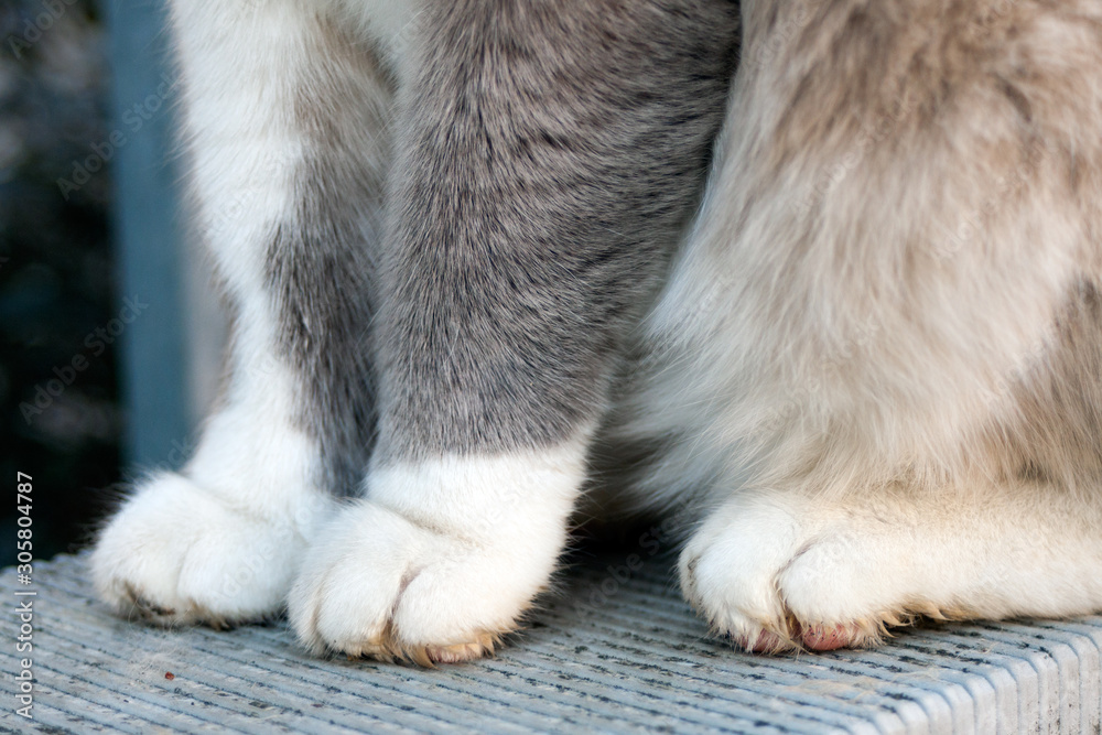 Dirty hotsell cat paws