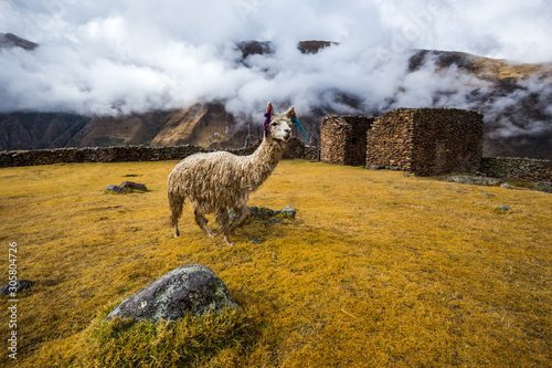 Ruins of the village of Pumamarka (Puma Marka) and llamas. Peru. photo