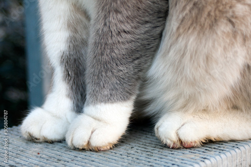 close up of a dirty cat's paws. sitting cat.