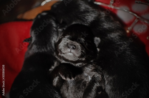 cute newborn puppy spitz new year photo shoot first photos magic light home comfort © Kate