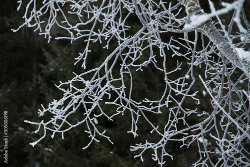 Frost und Eiskristalle Schneekristall im Wald auf den Bäumen und Zweige im Winter. Gefrorener Baum und Raureif in der Kälte. Weiße Äste