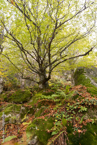 autumn in the park