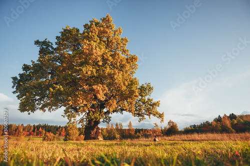Dekoracja na wymiar  oak-tree-with-yellow-foliage-at-sunny-autumn-day