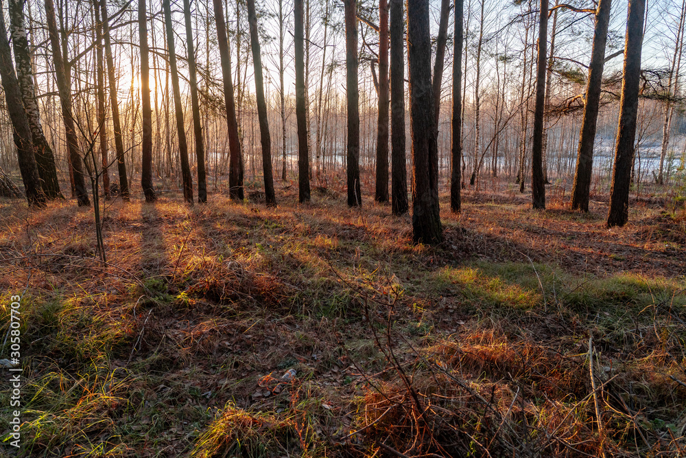 Fototapeta premium Morning in pine tree forest