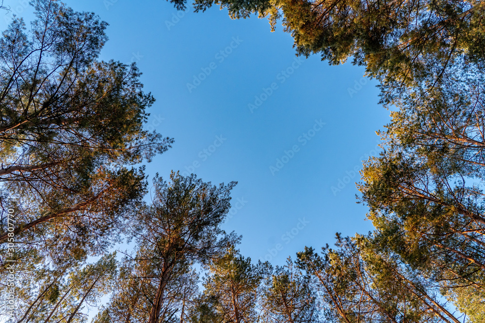 Obraz premium Clear blue sky with pine tops